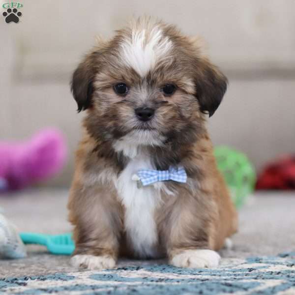 Bentley, Lhasa Apso Puppy